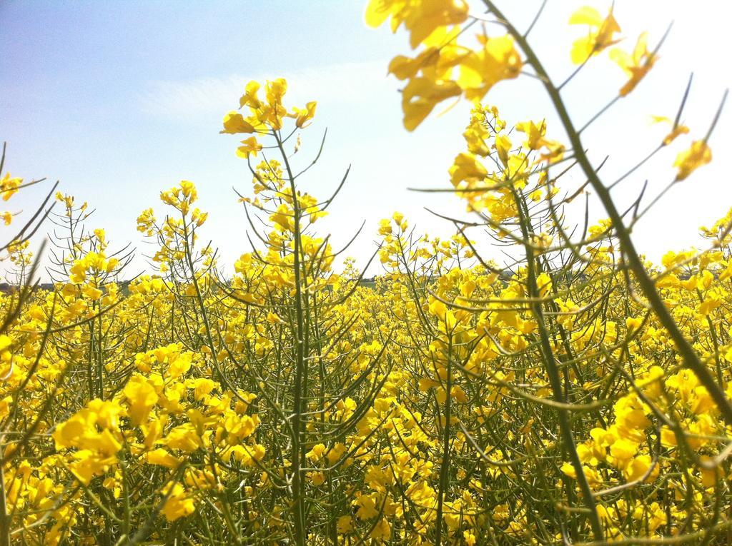 Ferienwohnungen Dargatz Lussvitz Bagian luar foto